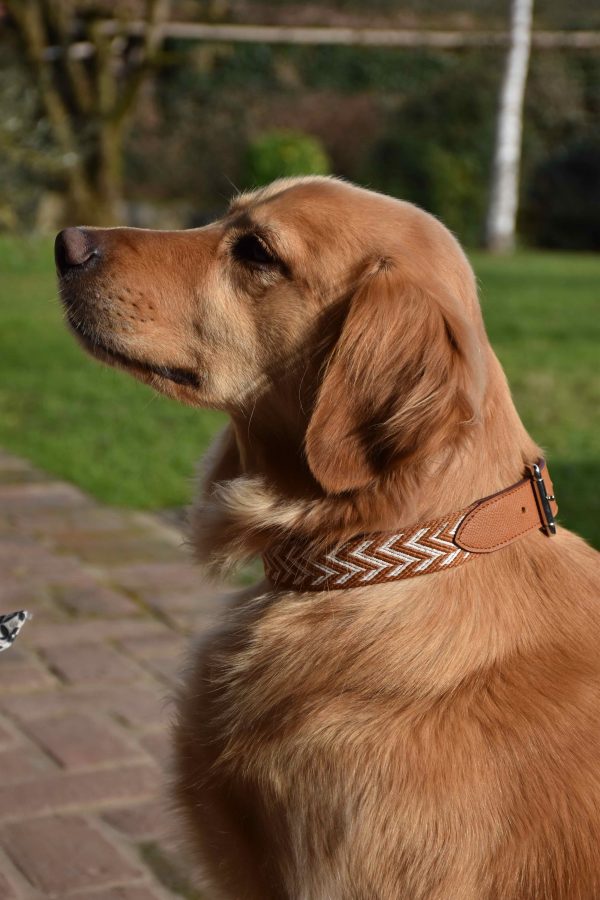 Contact leash (Copie)