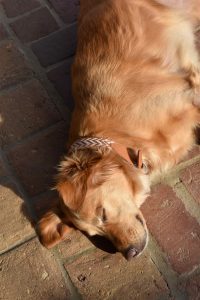 Contact leash (Copie) - Image 4