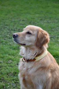 Contact leash (Copie) - Image 5